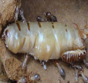 小塘灭白蚁，需要做后期预防维护工作吗？