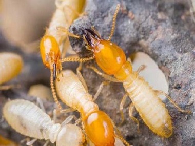 南海丹灶白蚁公司怎么控制白蚁危害