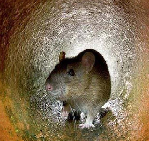 小塘灭四害：防治老鼠的自然方法