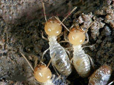 小塘杀虫治白蚁公司白蚁防治的预防需要留意以下六点