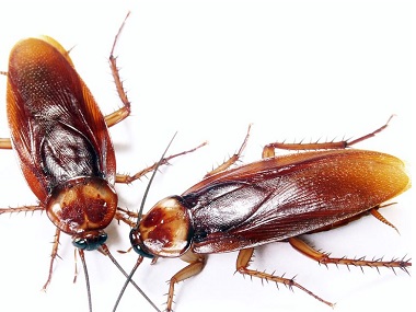 金沙虫害防治公司洗发水和洗衣粉杀死蟑螂绝对有效