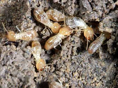 松岗预防白蚁公司告诉你白蚁的寿命到底有多长
