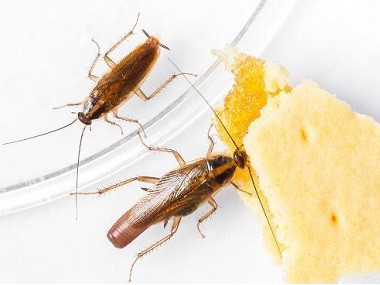 桂城除灭有害生物——为什么在办公室里会有蟑螂