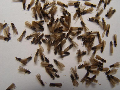 佛山预防白蚁中心发现白蚁危害的三大要点