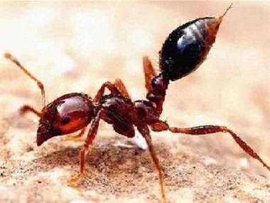 南海白蚁防治公司世界上最危险的蚂蚁——红火蚁