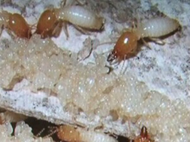 佛山预防白蚁中心令建筑行业谈蚁色变的是什么白蚁