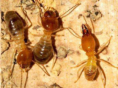 金沙灭治蚂蚁公司这些方法清除蚂蚁100%最有效