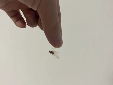 里水白蚁备案机构家里出现的分飞白蚁会不会有毒性