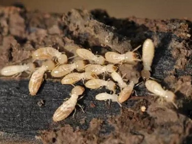 桂城白蚁预防站治白蚁、除白蚁最简单有效的方法